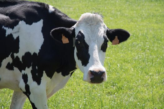 black and white cows graze in a meadow on a sunny summer day, eat green grass, dairy products, cheese, natural food. High quality photo