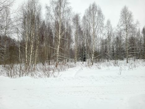 Birches in a winter forest covered with snow