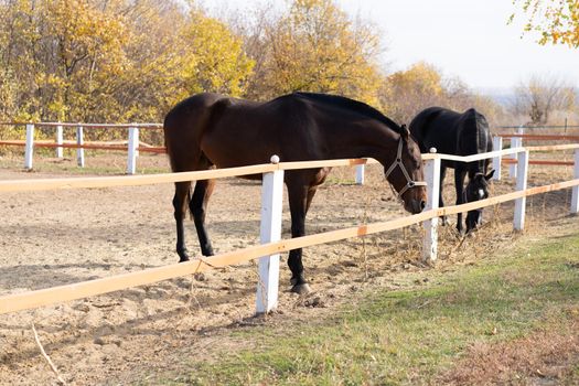 Two horses standing paddock wooden fence autumn season
