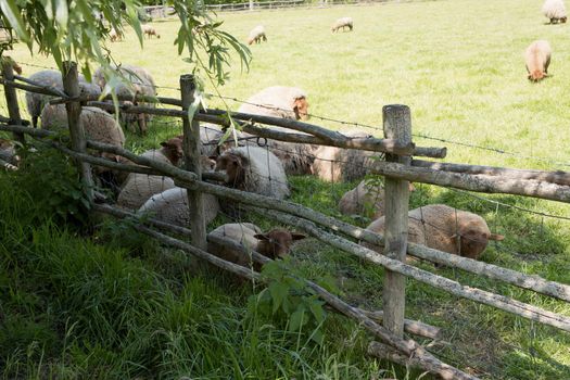 brown sheep graze on an open green meadow in a farming area, rural life, countryside landscape, A flock of sheep grazes on a green pasture on a sunny day, High quality photo