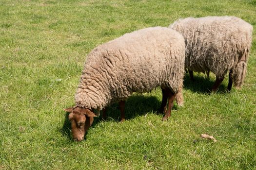 brown sheep graze on an open green meadow in a farming area, rural life, countryside landscape, A flock of sheep grazes on a green pasture on a sunny day, High quality photo