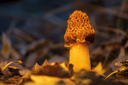 mushroom with wrinkles among the foliage, haute cuisine