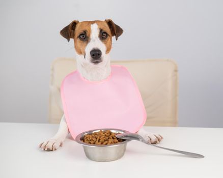 Dog jack russell terrier at the dinner table in a pink bib