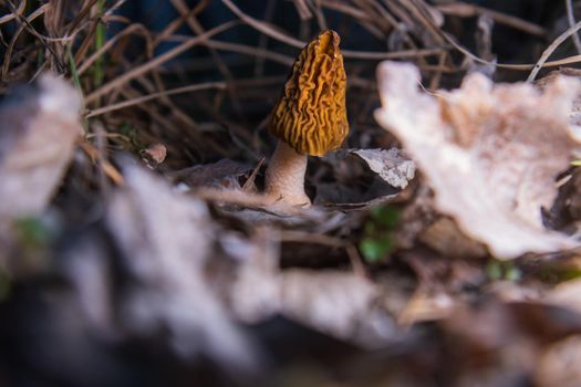 morel in the beautiful evening light among the foliage, haute cuisine