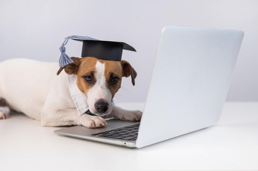 Jack Russell Terrier dog dressed in a tie and an academic cap works at a laptop on a white background