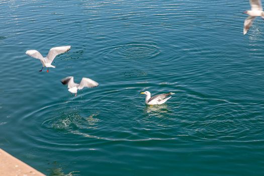 White gulls fly, search and hunt for fish in seawater
