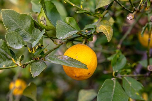 Ripe oranges grow on a tree among the foliage