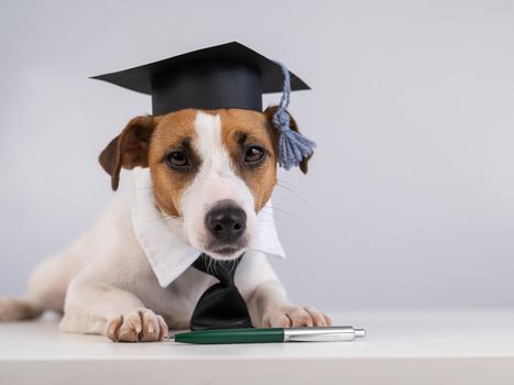 Jack Russell Terrier dog in a tie and academic cap sits on a white table