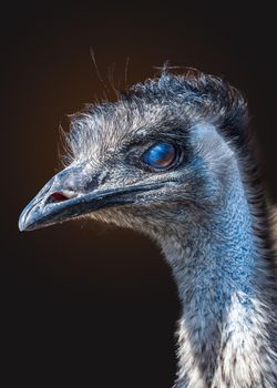 Portrait of the of the emu ostrich bird on black background