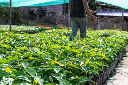 Small organic coffee plantation garden