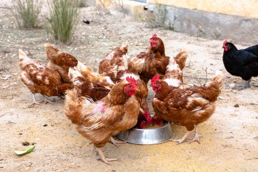 A lot of brown chickens walk around the poultry yard and eat food