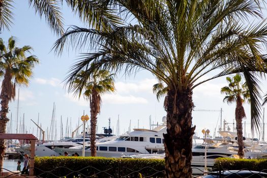 Palm trees on the seashore, white yachts are on the horizon in the marina
