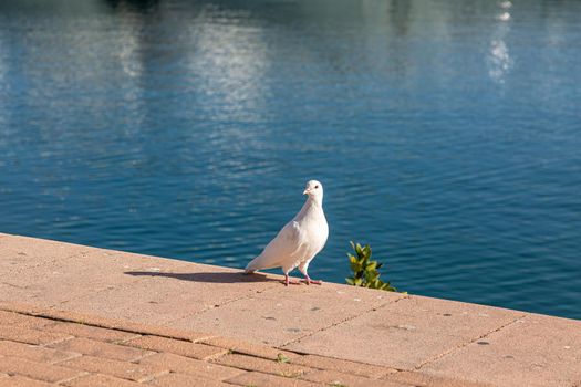A white pigeon stands on the embankment against the background of the sea