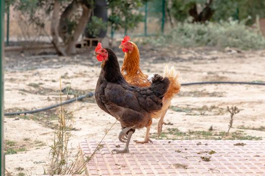 Black cock walks around the chicken coop surrounded by other chickens