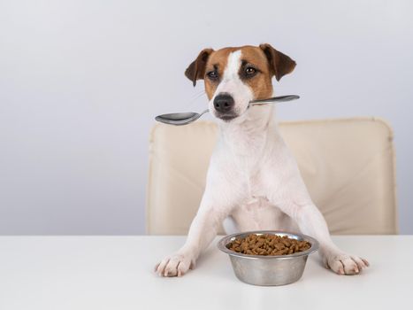 Jack Russell Terrier dog sits at a dinner table with a bowl of dry food and holds a spoon in his mouth