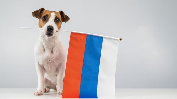 Jack Russell Terrier dog holding a small flag of the Russian Federation on a white background