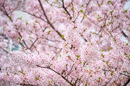 Blooming sakura cherry blossom background in spring, South Korea