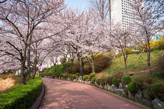 Blooming sakura cherry blossom alley in park in spring, Seokchon lake park, Seoul, South Korea