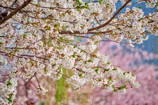 Blooming sakura cherry blossom close up background in spring, South Korea