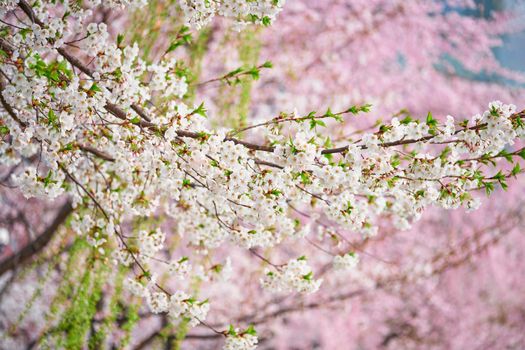 Blooming sakura cherry blossom close up background in spring, South Korea