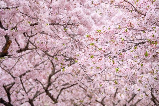 Blooming sakura cherry blossom background in spring, South Korea