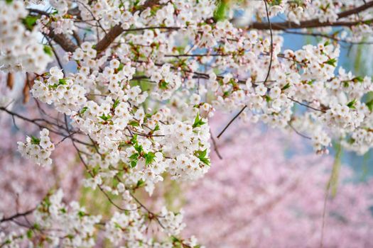 Blooming sakura cherry blossom close up background in spring, South Korea