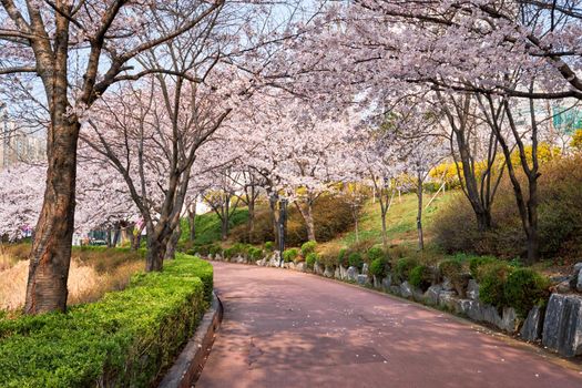 Blooming sakura cherry blossom alley in park in spring, Seokchon lake park, Seoul, South Korea