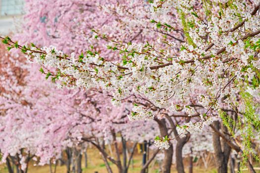 Blooming sakura cherry blossom close up background in spring, South Korea