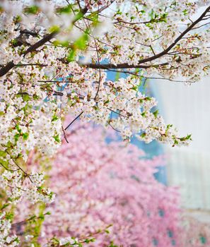 Blooming sakura cherry blossom close up background in spring, South Korea