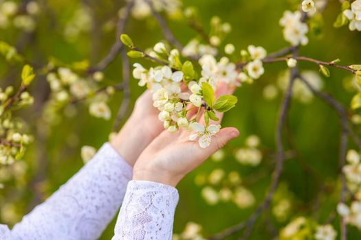 The hands of a girl in a white openwork dress, holding a branch of a tree blooming with white flowers, in the spring in the park. Close up