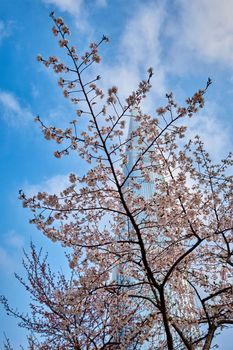 Blooming sakura cherry blossom branch with skyscraper building in background in spring, Seoul, South Korea