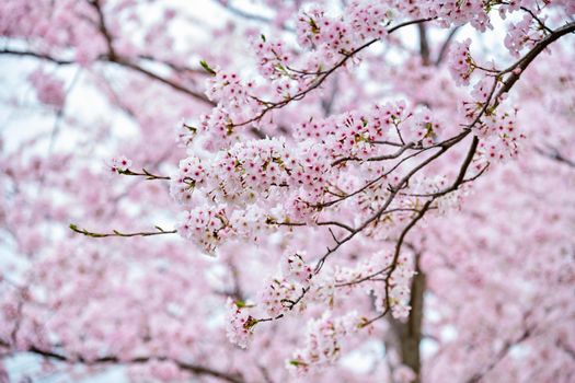 Blooming sakura cherry blossom background in spring, South Korea