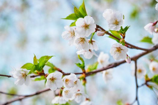 Blooming sakura cherry blossom close up background in spring, South Korea