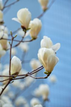 Blooming flower blossoms flowers in Yeouido Park public park in Seoul, Korea