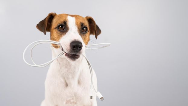 Jack russell terrier dog holding a type c cable in his teeth on a white background. Copy space