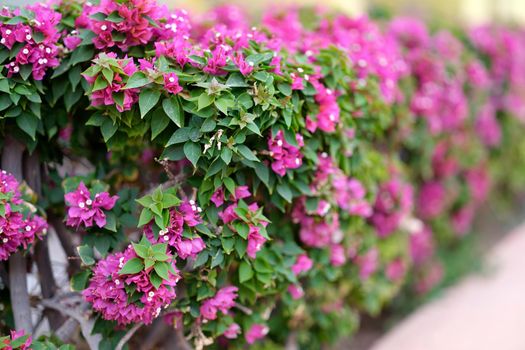 Wall of flowering tropical plants. Pink bougainvillea flowers in garden.