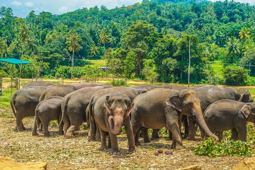 Elephant Orphanage (Sri Lanka Pinna Wara). Shooting Location: Sri Lanka