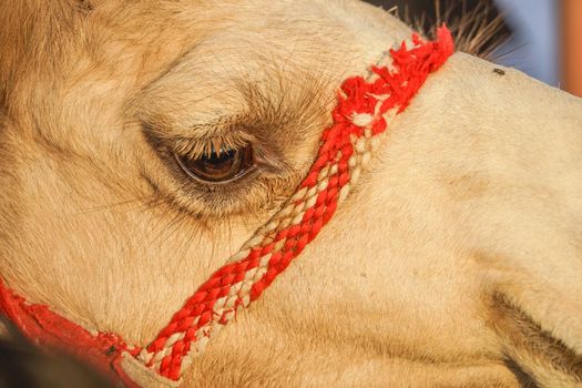Arabian Desert Camel (United Arab Emirates). Shooting Location: Dubai
