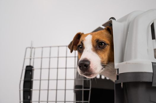 Dog peeking out of open plastic carrier