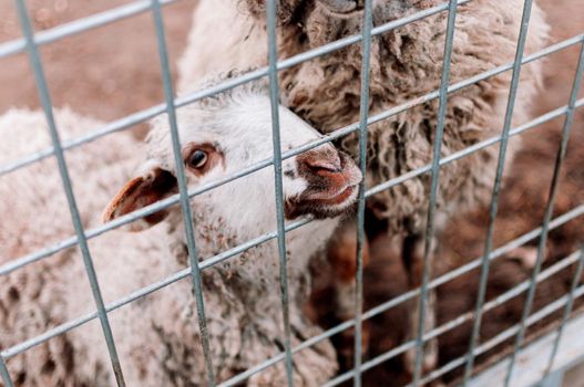 A baby sheep looks into the frame through the mesh of the corral on the farm, portrait. Mammals in the zoo. Hungry animals. Selective focus.