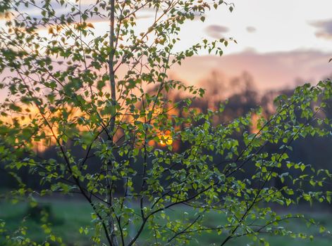 Spring landscape in the countryside.