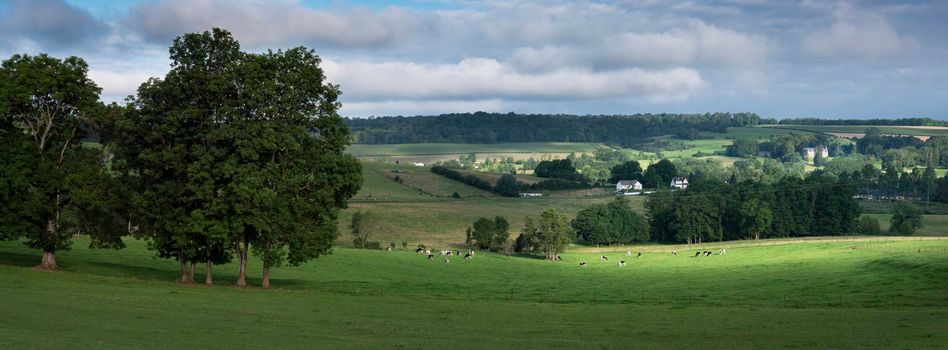 green grassy meadows with black and white cows and trees in french ardennes near charleville in north of france