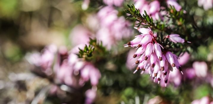 Pink Erica carnea flowers (winter Heath) in the garden in early spring. Floral background, botanical concept