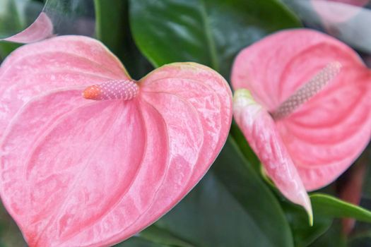 A pink flower on a plant. High quality photo