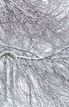 Snowing landscape, winter holiday concept - Fairytale fluffy snow-covered trees branches, nature scenery with white snow and cold weather. Snowfall in winter park. Soft focus