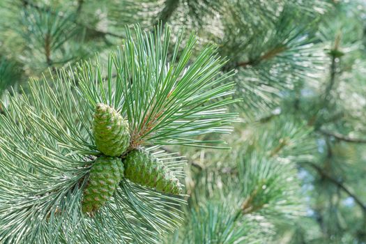 branches of coniferous trees close up as a background. High quality photo