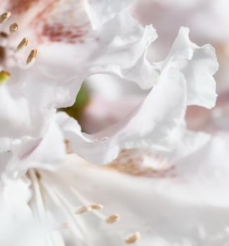 Botanical concept - Soft focus, abstract floral background, white Rhododendron flower petals. Macro flowers backdrop for holiday brand design