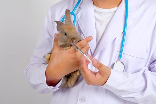 Veterinary with blue stethoscope use syringe to feed liquid chemical to brown rabbit which is held in arm.