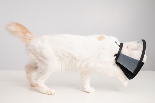 White cat in a protective cone collar