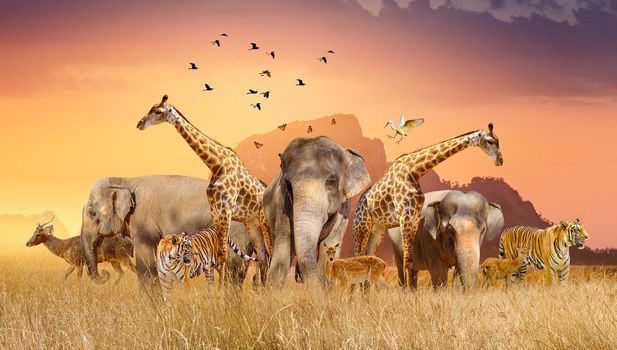 World Wildlife Day  Groups of wild beasts were gathered in large herds in the open field in the evening when the golden sun was shining.